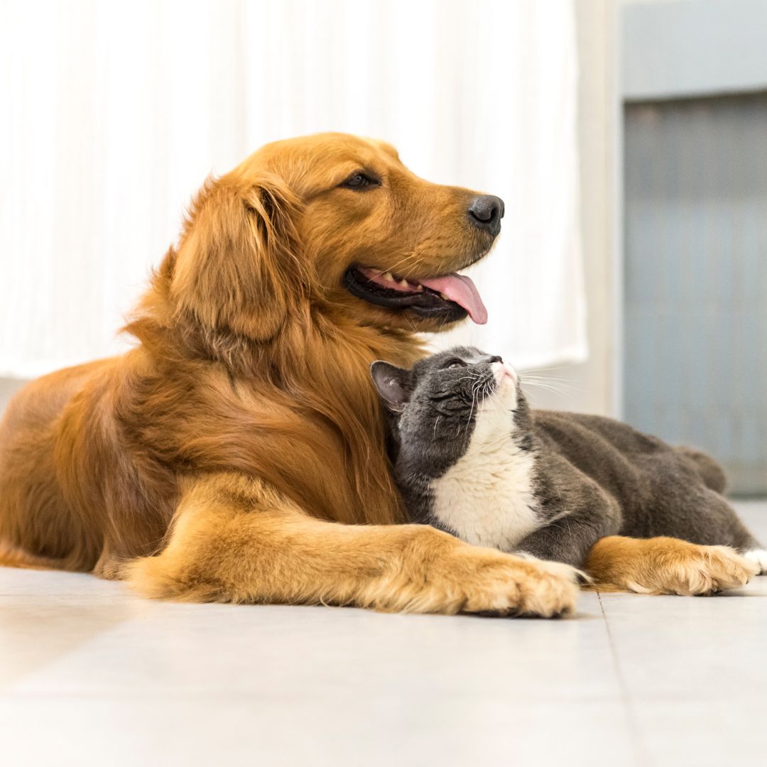a dog and a cat laying on the floor next to each other