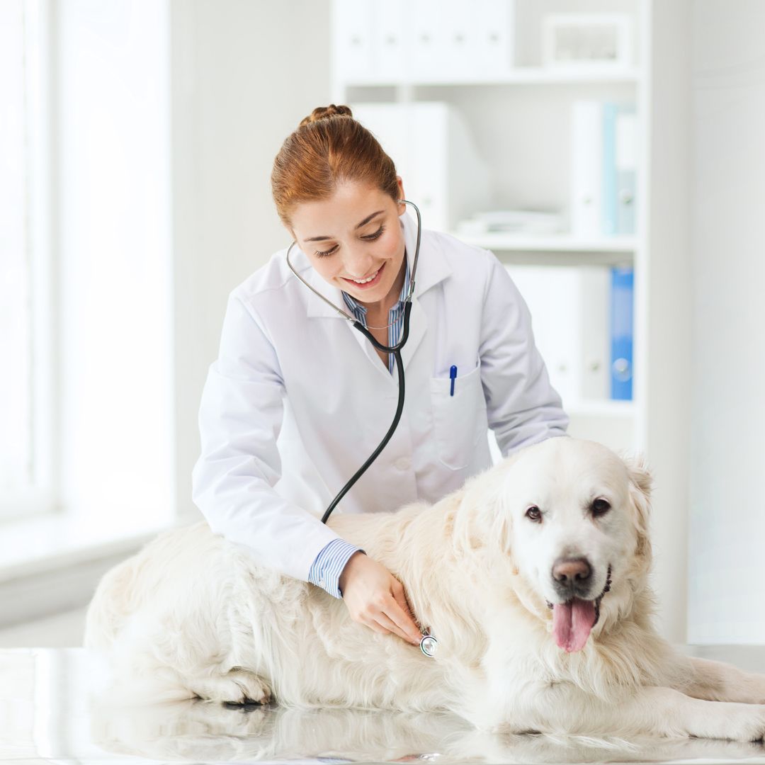 a person in a white coat is examining a dog with a stethoscope