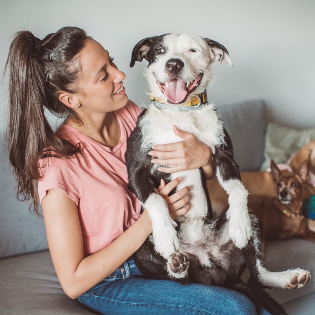 a person is sitting on a couch with two dogs