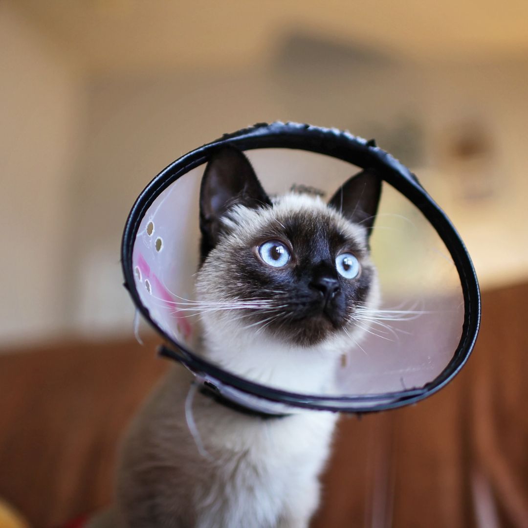 cat in cone collar