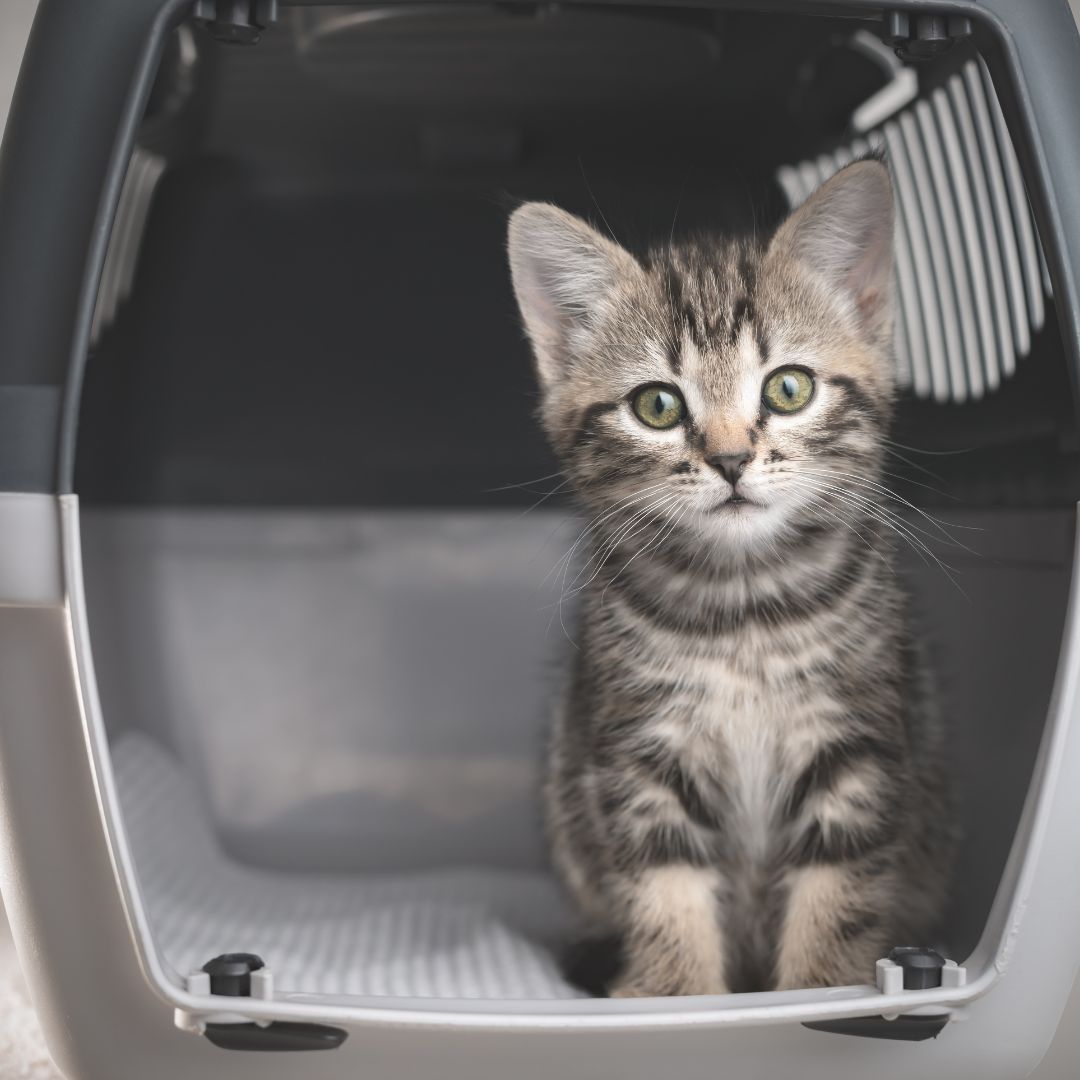 kitten in pet carrier