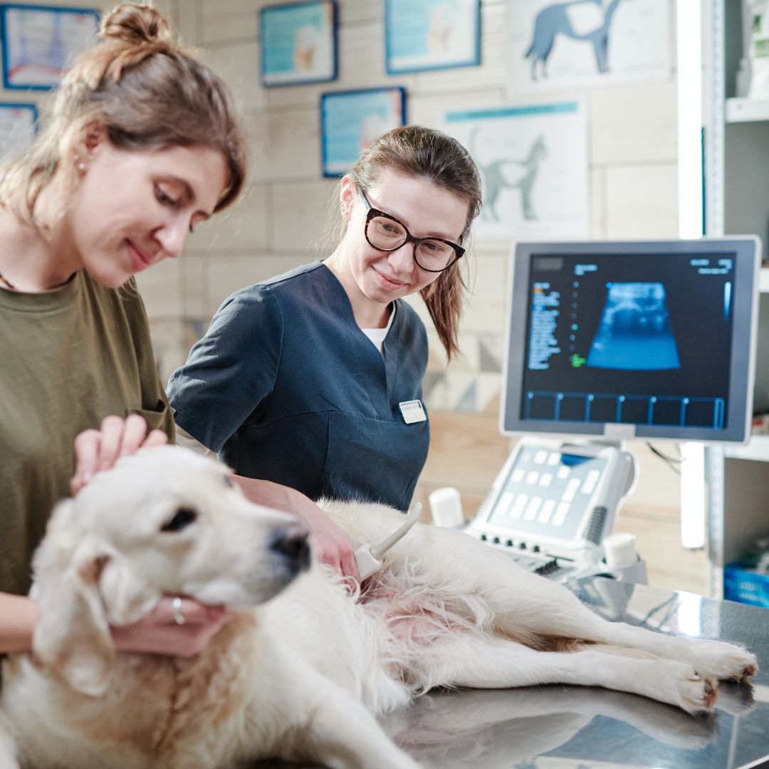 two people are examining a dog in a veterinary office