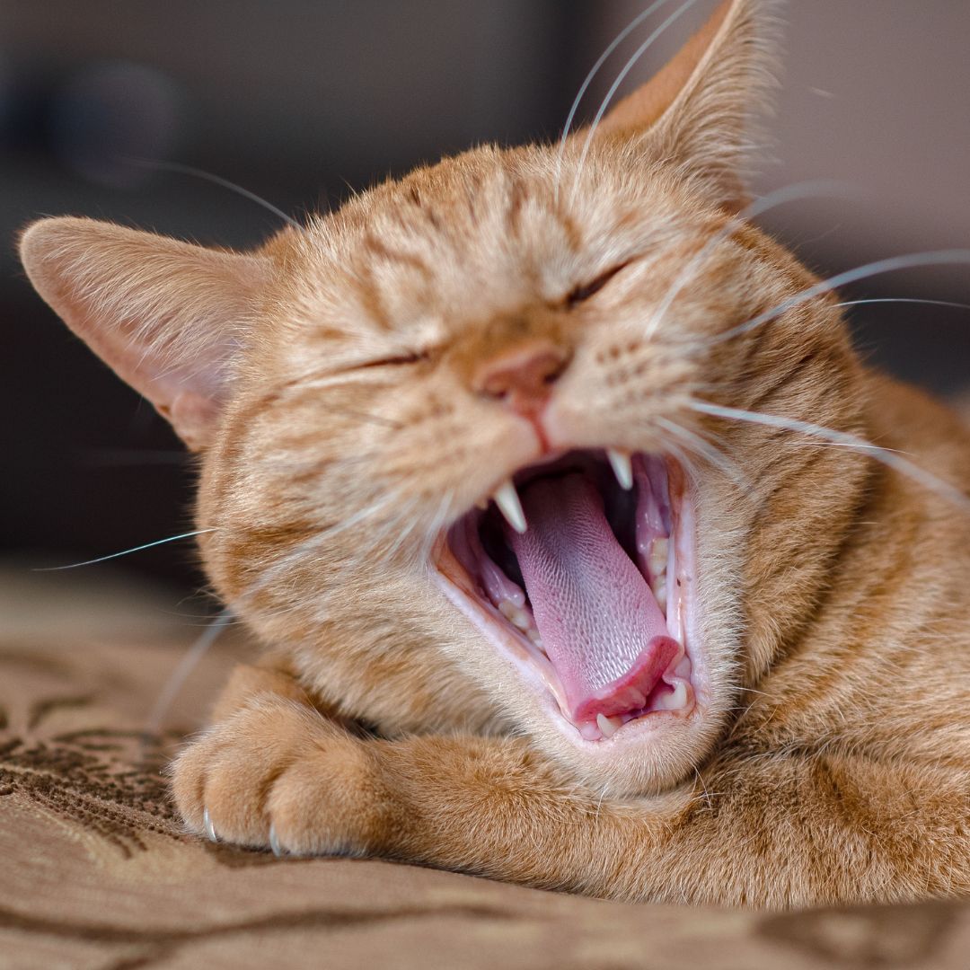 An orange tabby cat yawns widely