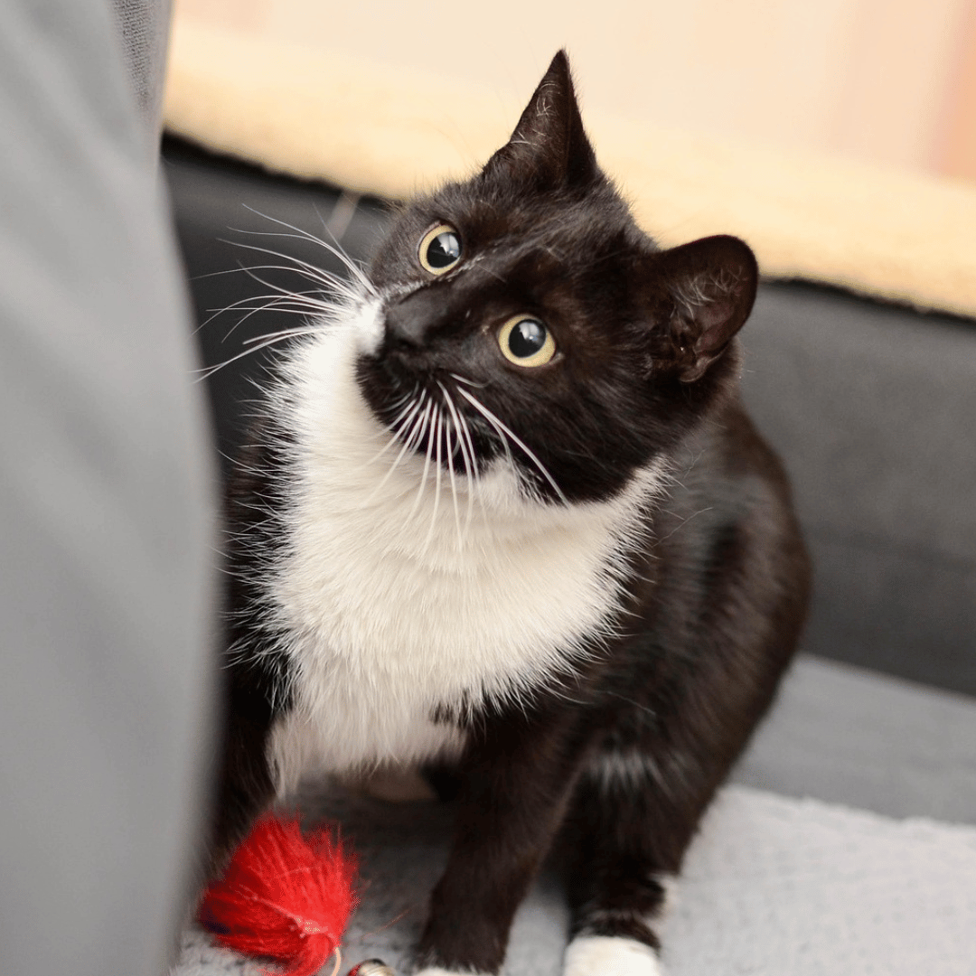 black and white tuxedo cat playing with a toy